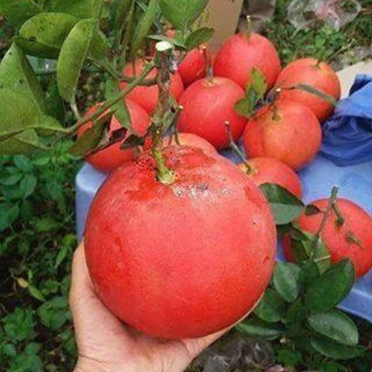 Khi còn nhỏ, loại bưởi này cũng có màu xanh như các loại bưởi thường nhưng khi khi chín, toàn bộ quả bưởi từ vỏ đến tép bưởi đều chuyển sang màu đỏ gấc, trông rất lạ mắt.