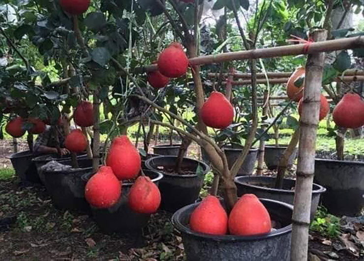 Những năm gần đây, bưởi đỏ trở thành đặc sản đắt khách, đặc biệt trong những ngày Tết