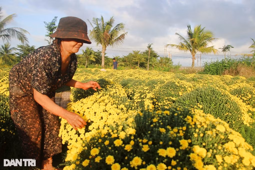 “Tha dap bo con hon ban re” hoa Tet, ly do gay bat ngo-Hinh-4