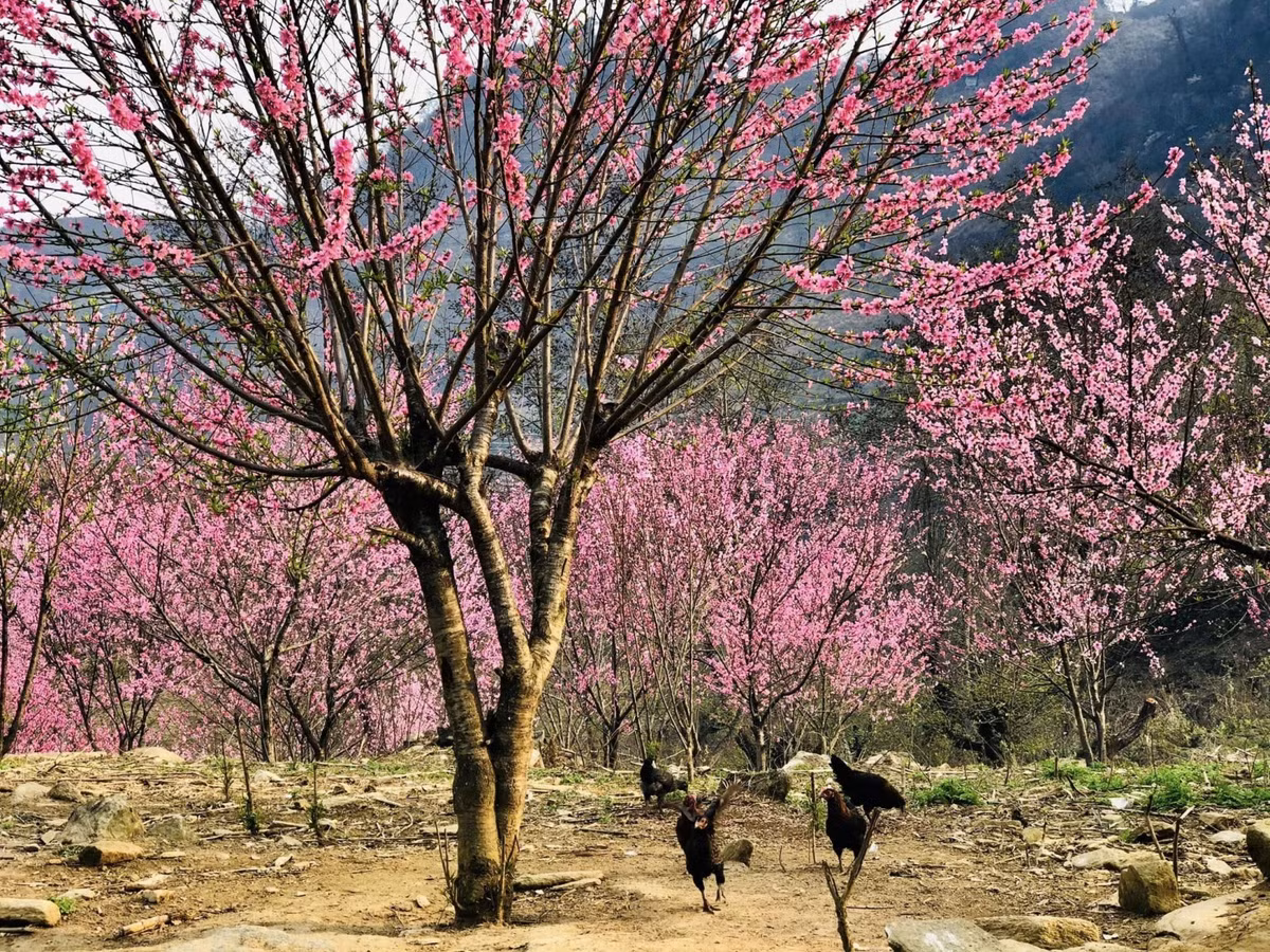 Du lich leo nui Bat Xat - Noi danh cho du khach chinh phuc mua xuan