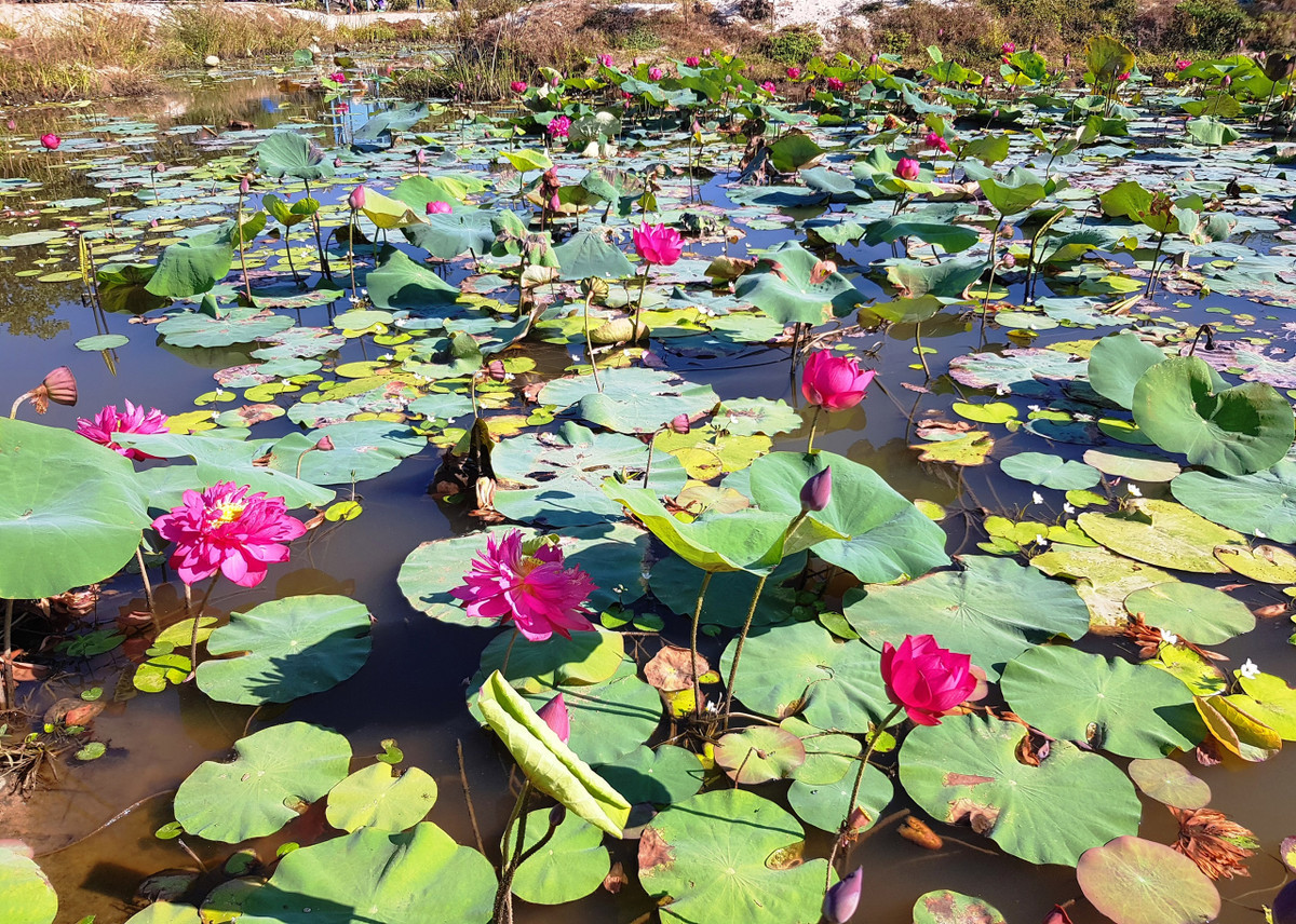 Kham pha ve dep hoang so, binh di bai Say song Dam Quang Nam-Hinh-5