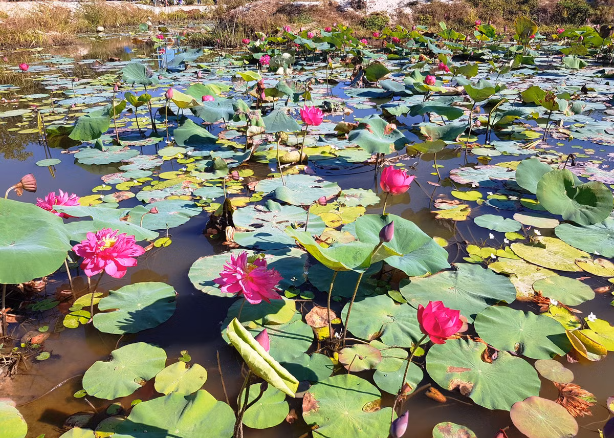 Kham pha ve dep hoang so, binh di bai Say song Dam Quang Nam-Hinh-5