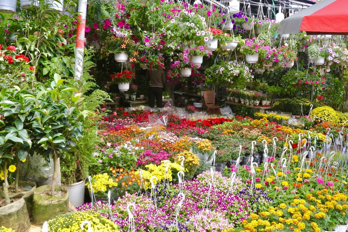 Nhiều loại hoa tươi trang trí nhà cửa như đào, hoa lan, hoa cúc, quất mini… được các tiểu thương nhập về nhiều, đáp ứng nhu cầu mua sắm của người dân dịp cuối năm.