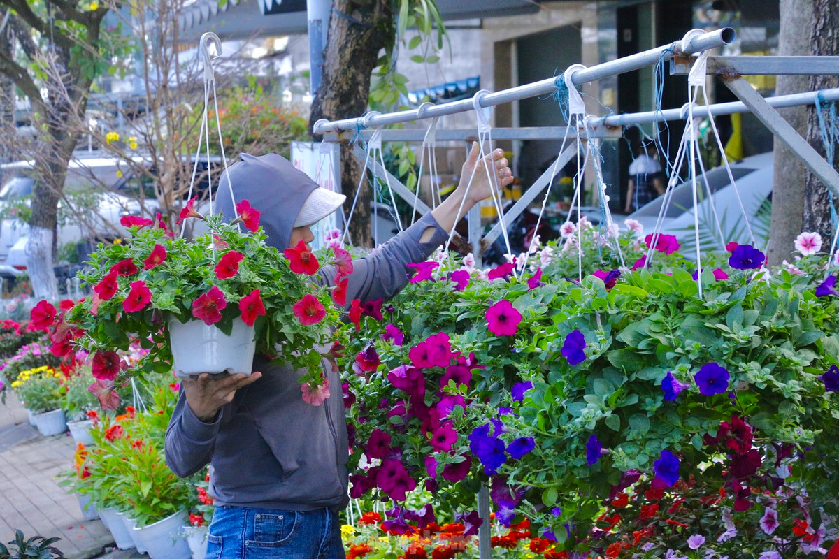 Các chậu cây cảnh, chậu hoa đủ các màu sắc được nhiều người chọn mua để trang trí dịp Tết Giáp Thìn năm nay.