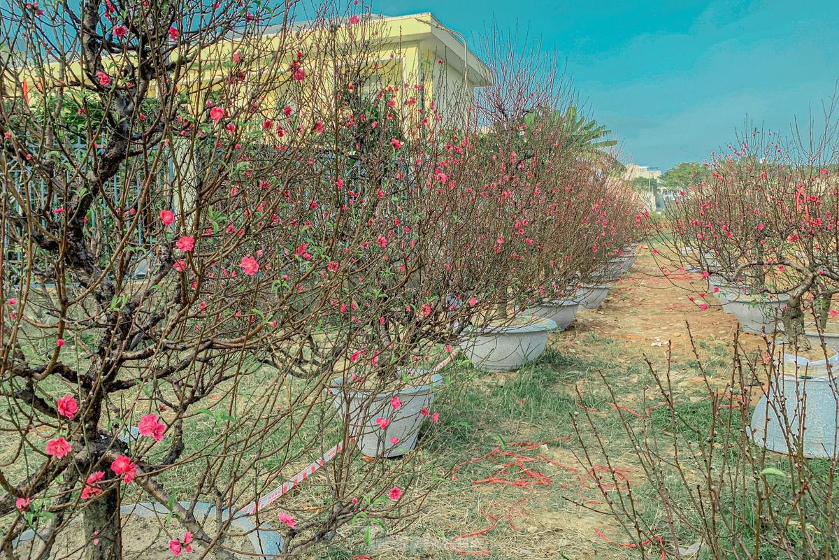 Những chậu hoa đào trên đường Hoàng Thị Loan (quận Liên Chiểu) cũng khoe sắc rực rỡ.