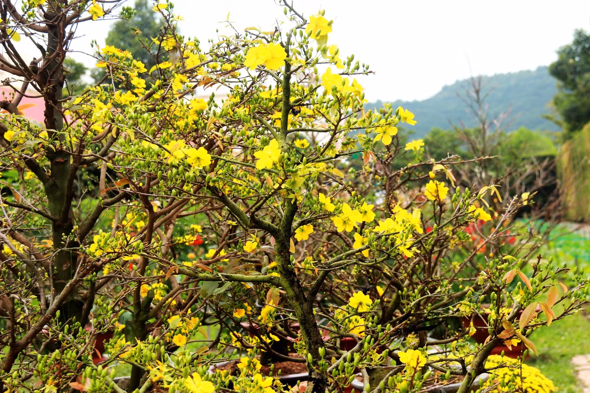 Nha Trang: Lang nghe Truong Son ruc ro don Tet Giap Thin
