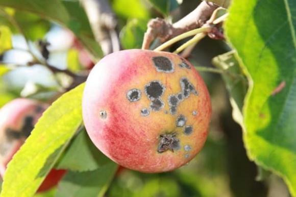 Ram thang Gieng tranh thap huong 5 loai qua cam ky nay