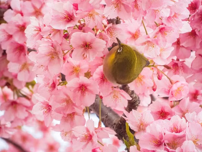 Tet Giap Thin, 5 con giap don phuoc lanh chua tung co trong nam moi