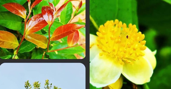 Sau nhiều năm theo dõi sinh trưởng, phát triển của cây trà hòa và thu mẫu cành lá, mẫu hoa, mẫu quả…, các nhà nghiên cứu đã giải phẫu và phân tích mô tả đặc điểm của loài trà my này. Đến tháng 5/2023, họ hoàn thành mô tả đặc điểm sinh học của loài trước khi đem so sánh với mẫu chuẩn của các loài trà my tương tự và nhận thấy có khác biệt rõ rệt. Vì vậy, các nhà nghiên cứu tách trà hòa ra thành một loài mới riêng biệt.