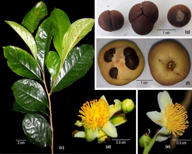 Vườn quốc gia (VQG) Bù Gia Mập ở tỉnh Bình Phước đã phối hợp với các nhà khoa học trong nước và nhà khoa học đến từ Viện Thực vật học Côn Minh - Vân Nam, thuộc Viện Hàn lâm Khoa học Trung Quốc, công bố một loài trà my mới cho khoa học trên tạp chí “DALAT UNIVERSITY JOURNAL OF SCIENCE (Volume 14, Issue 1, 2024 37-44)”. Loài trà my mới có tên khoa học là Camellia hoaana H. T. Khuong &amp; S. X. Yang, sp. Nov.