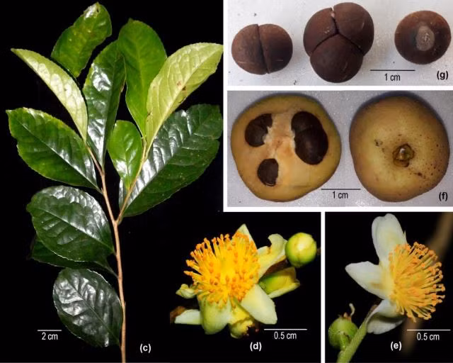 Vườn quốc gia (VQG) Bù Gia Mập ở tỉnh Bình Phước đã phối hợp với các nhà khoa học trong nước và nhà khoa học đến từ Viện Thực vật học Côn Minh - Vân Nam, thuộc Viện Hàn lâm Khoa học Trung Quốc, công bố một loài trà my mới cho khoa học trên tạp chí “DALAT UNIVERSITY JOURNAL OF SCIENCE (Volume 14, Issue 1, 2024 37-44)”. Loài trà my mới có tên khoa học là Camellia hoaana H. T. Khuong &amp; S. X. Yang, sp. Nov.