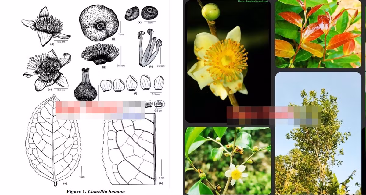 Là loài trà hoa trắng thuộc chi trà (Camellia) - họ chè (Theaceae) - bộ chè (Theales), trà my Camellia hoaana H. T. Khuong &amp; S. X. Yang, sp. nov được ghi nhận lần đầu tiên tại phân khu bảo vệ nghiêm ngặt (vùng lõi) của VQG Bù Gia Mập. Theo các chuyên gia, cây mọc rải rác dưới tán rừng thường xanh giàu và một số cây được ghi nhận dưới tán rừng hỗn giao gỗ - lồ ô (HG1).