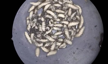 Kinh hai 150 con gioi lam to trong mui nguoi dan ong