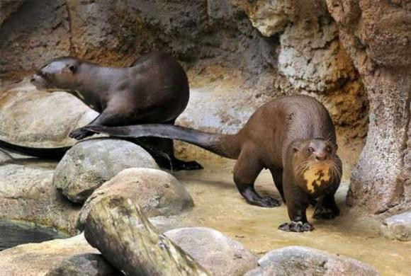 Rái cá khổng lồ là loài rái cá lớn nhất thế giới, có thể dài đến 1,8m. Hiện tại, loài rái cá này rất quý hiếm, chỉ còn khoảng vài nghìn con trong tự nhiên ở Nam Mỹ.