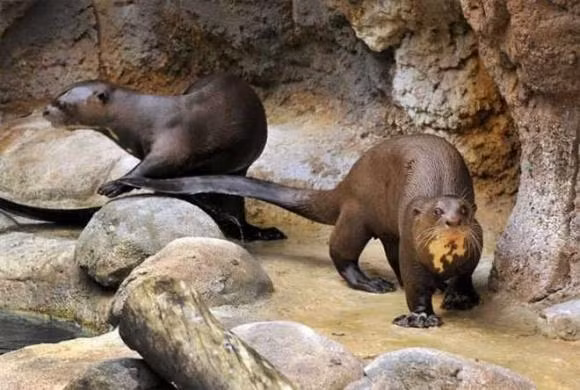 Rái cá khổng lồ là loài rái cá lớn nhất thế giới, có thể dài đến 1,8m. Hiện tại, loài rái cá này rất quý hiếm, chỉ còn khoảng vài nghìn con trong tự nhiên ở Nam Mỹ.