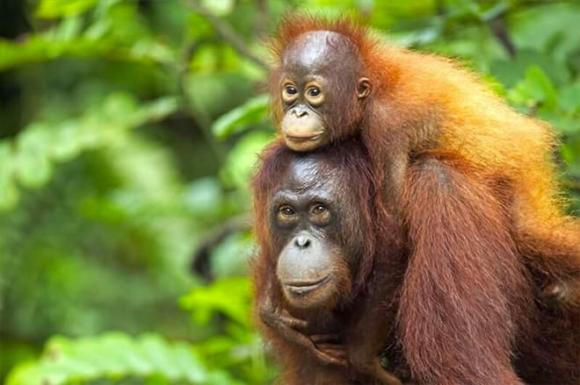 Đười ươi Bornean là loài bản địa của đảo Borneo, Indonesia, có khuôn mặt rộng, râu tóc ngắn, được đưa vào danh sách cực kỳ nguy cấp.
