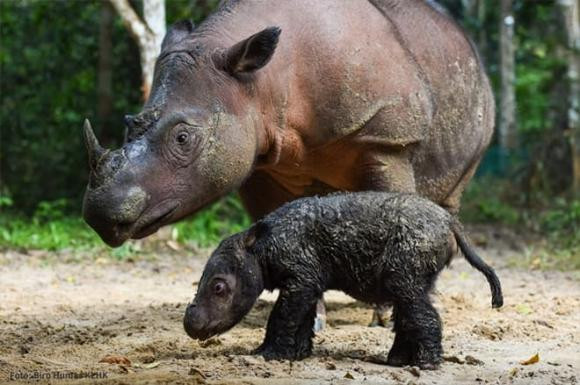 Tê giác Sumatra là loài tê giác duy nhất có 2 sừng của châu Á sống ở rừng núi Malaysia, Myanmar và Indonesia. Chúng đang là loài tê giác nguy cấp nhất thế giới, cùng với tên giác Javan. Trên thế giới hiện chỉ còn 220 – 275 cá thể còn sót lại.