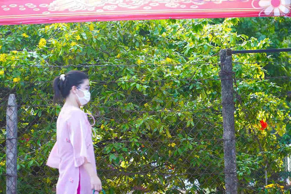 Cay mai vang tan khong lo noi tieng o Dong Nai, gia tien ty-Hinh-5