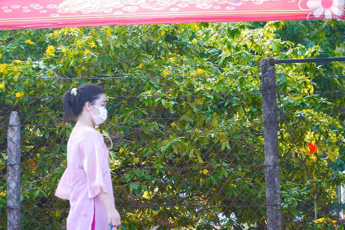 Cay mai vang tan khong lo noi tieng o Dong Nai, gia tien ty-Hinh-5