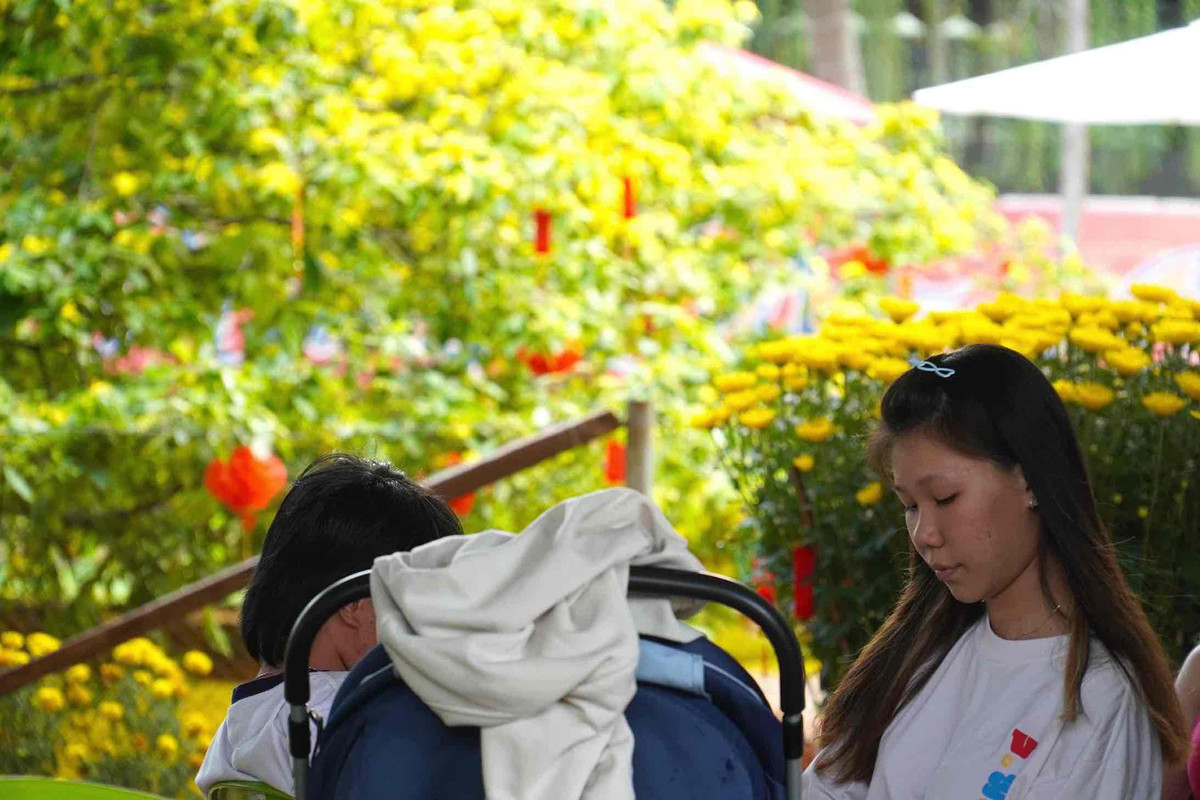 Cay mai vang tan khong lo noi tieng o Dong Nai, gia tien ty-Hinh-3