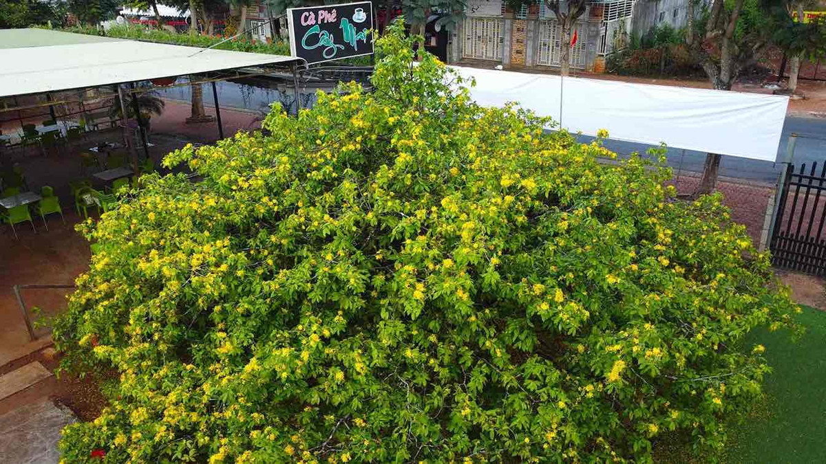 Cay mai vang tan khong lo noi tieng o Dong Nai, gia tien ty-Hinh-2