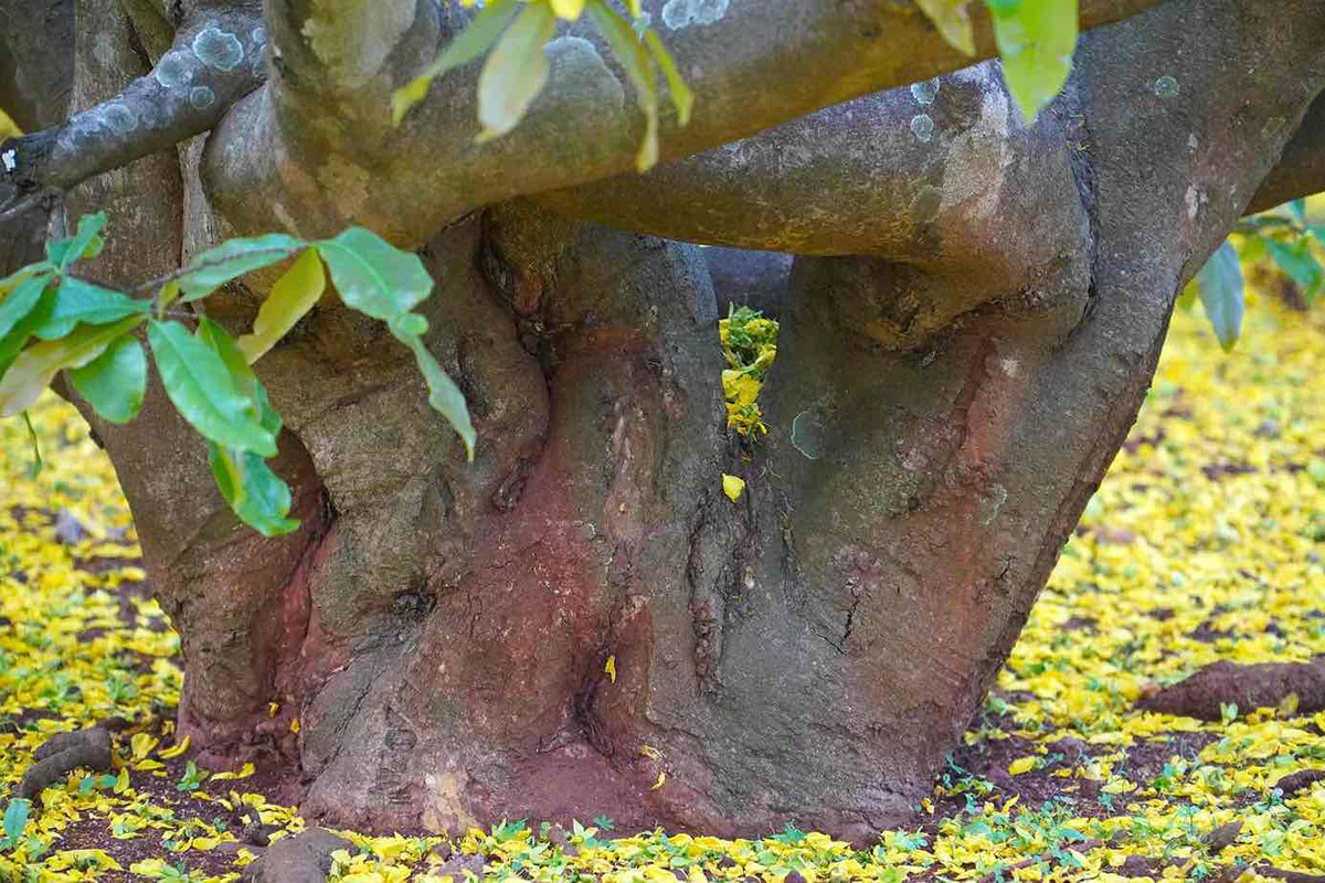 Cay mai vang tan khong lo noi tieng o Dong Nai, gia tien ty-Hinh-9