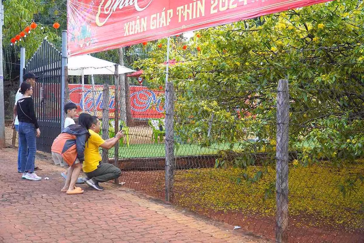 Cay mai vang tan khong lo noi tieng o Dong Nai, gia tien ty-Hinh-4