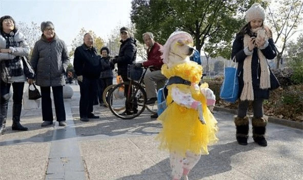 Nguoi dan ong xem cho nuoi het nhu nguoi, cho mac xinh dep di choi