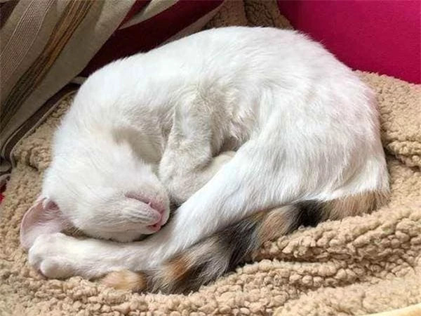 6 cach khien meo thich ngu trong o-Hinh-2