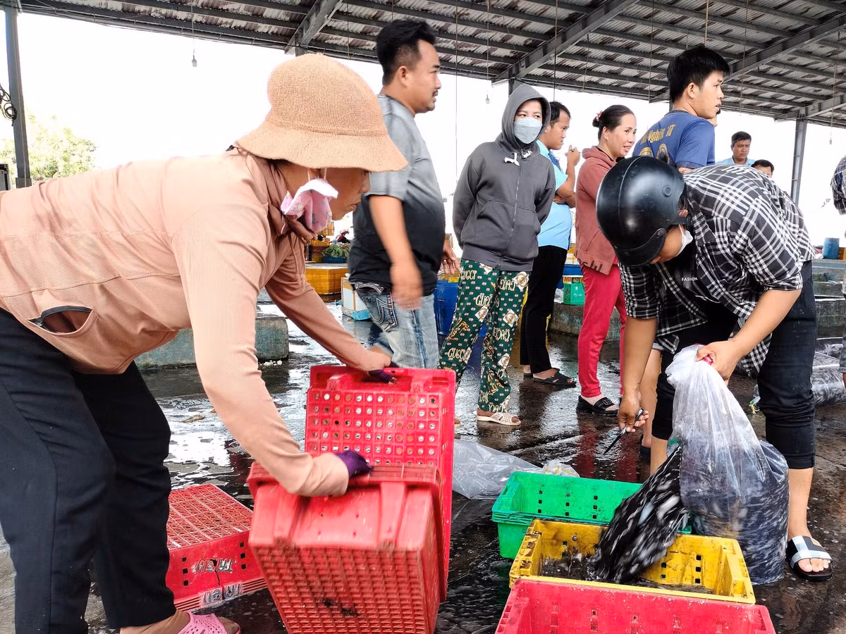 Cảng cá Sông Đốc những ngày này vào buổi sáng rất nhộn nhịp với tiếng máy nổ cặp bến, tiếng cười nói vui vẻ của ngư dân, chủ tàu sau thời gian dài lênh đênh trên biển.