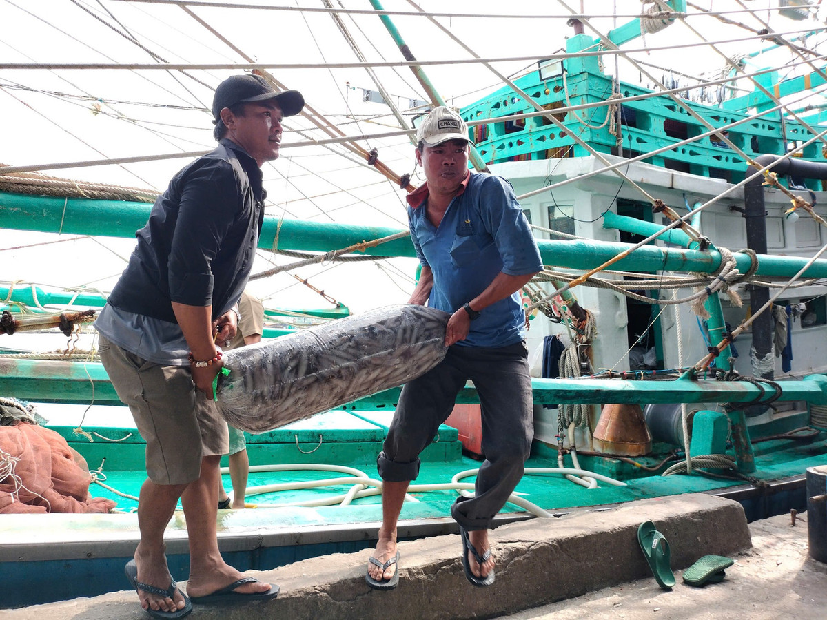 Hiện, mực tươi có giá khoảng 100 nghìn đồng/kg, với mực lớn được thu mua trong đêm có giá khoảng 220 – 250 nghìn đồng/kg.