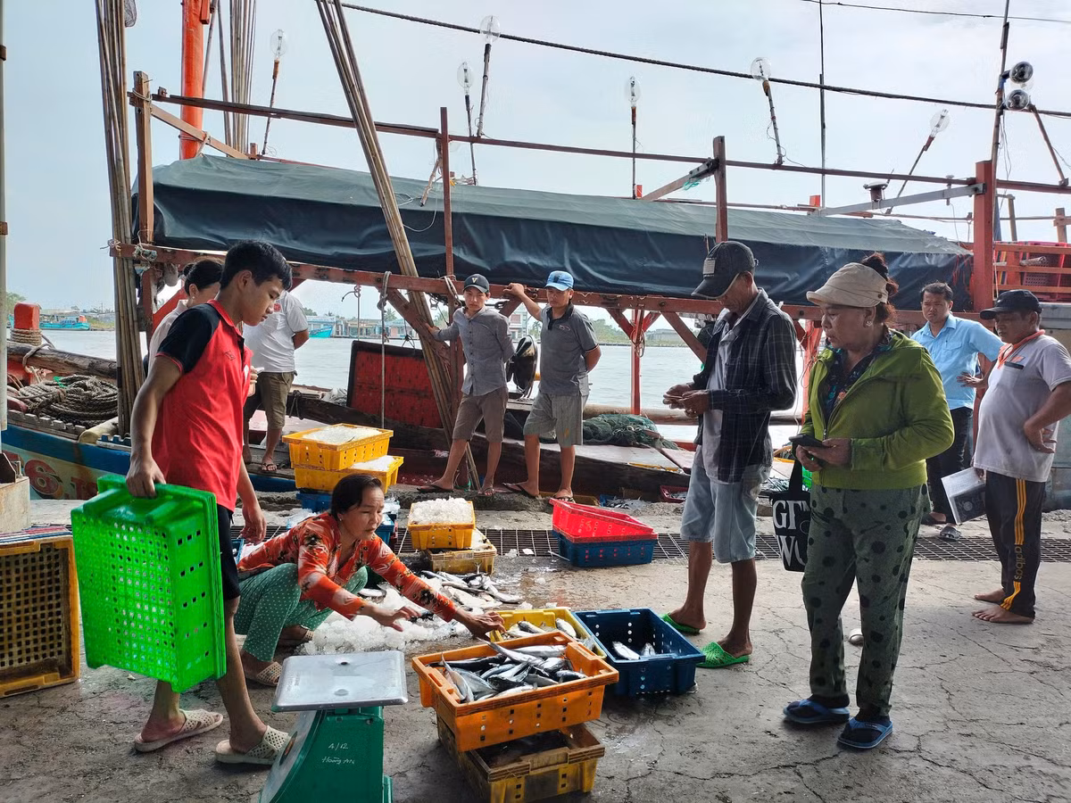 Còn bà Nguyễn Thị Ánh Giàu (khóm 4, thị trấn Sông Đốc, huyện Trần Văn Thời) có 2 tàu đánh lưới với đầy ắp cá sòng, thu nhập khoảng 150 triệu đồng/tàu. Chuyến ăn Tết biển này, cả chủ tàu, bạn bè đều phấn khởi, ăn Tết muộn bên gia đình.