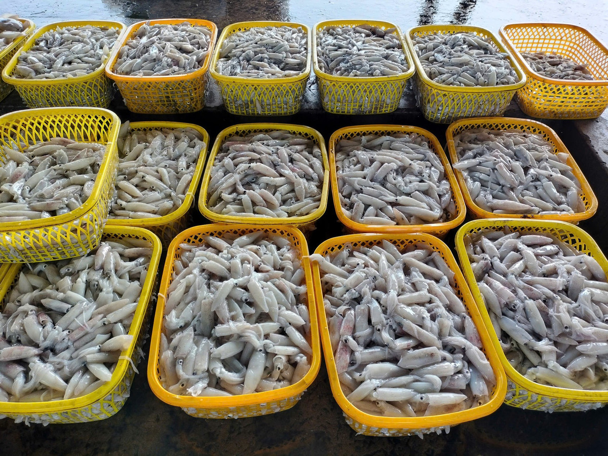 Những mẻ mực tươi rói được ngư dân đánh bắt bán cho thương lái.