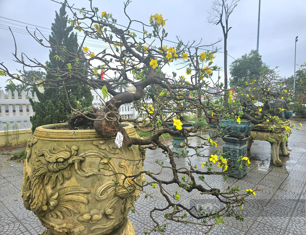 Ngam mai vang co co the “doc la” gia tri hang tram trieu dong-Hinh-3