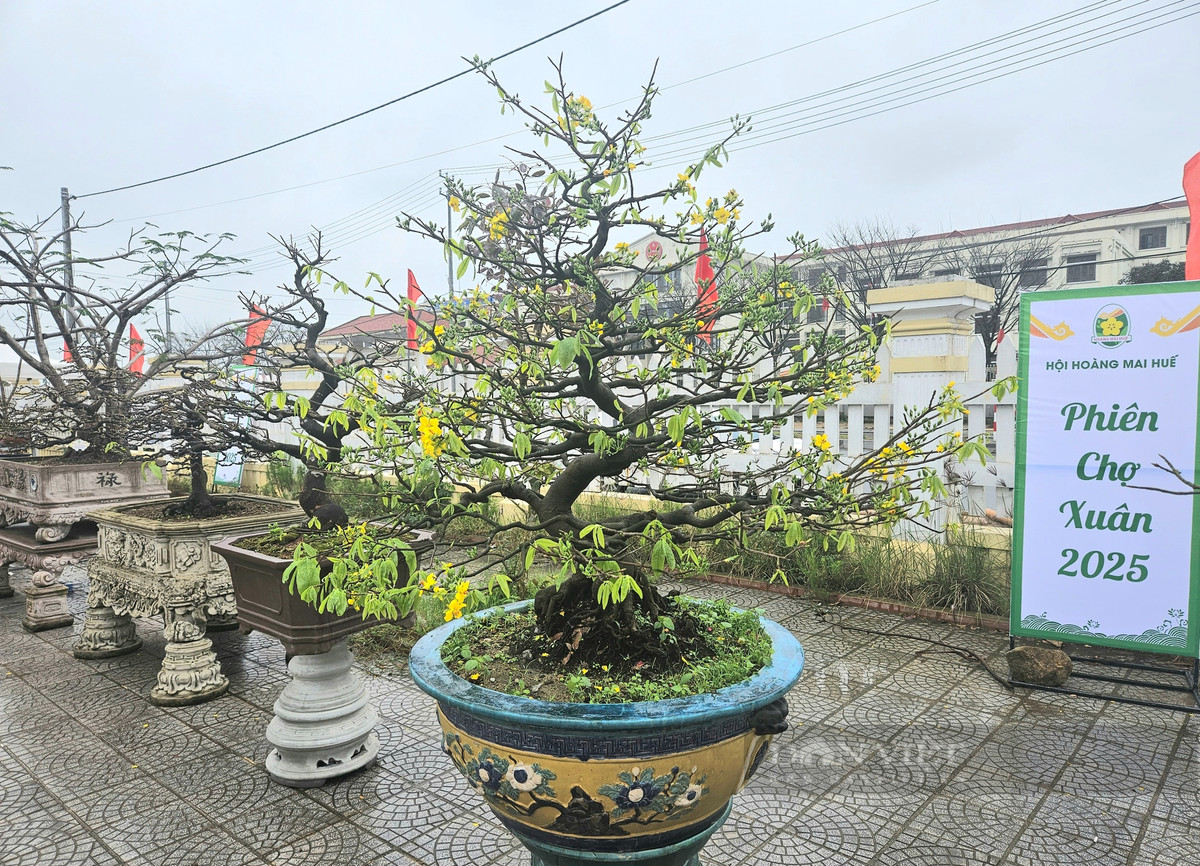 Ngam mai vang co co the “doc la” gia tri hang tram trieu dong-Hinh-6