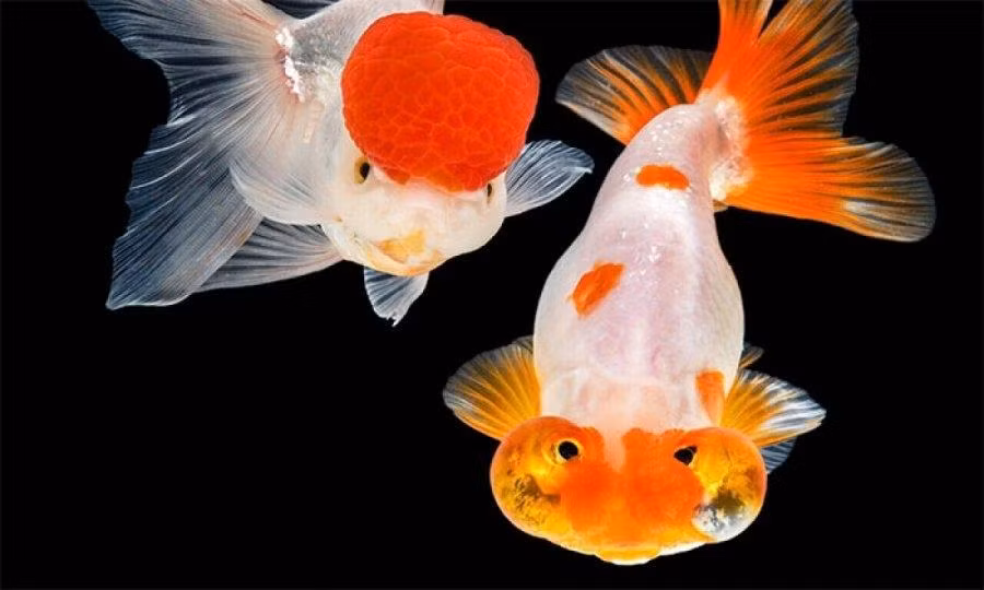 Dau la loai ca phong thuy hut tai loc tot nhat nen nuoi?-Hinh-3