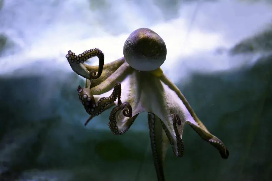 Con nguoi va loai tu ngoai hanh tinh co chung gien la, nhay trong nao