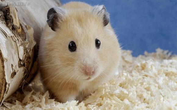 Về sự nghiệp, người tuổi Tý cũng có thể có giai đoạn phô diễn tài năng, nỗ lực đạt được thành công, đạt được mong muốn của bản thân, ngày càng giàu có, dễ sống, hạnh phúc trong cuộc sống. 