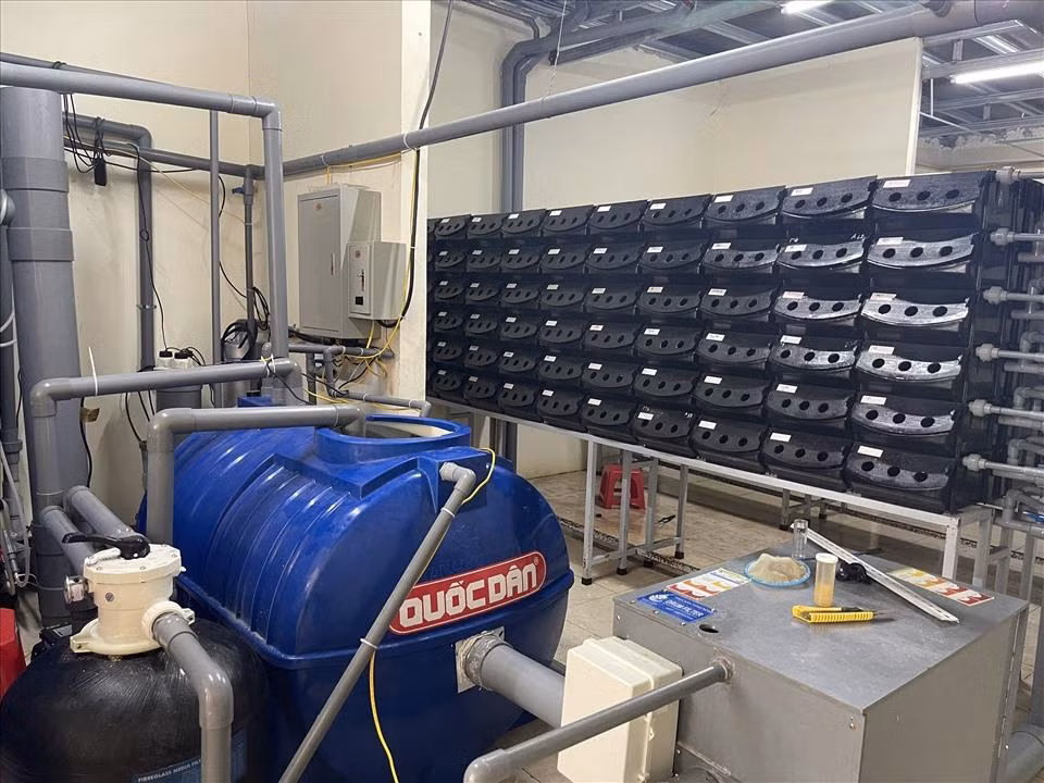 Doc dao mo hinh nuoi cua bien trong hop nhua o Ninh Binh-Hinh-2