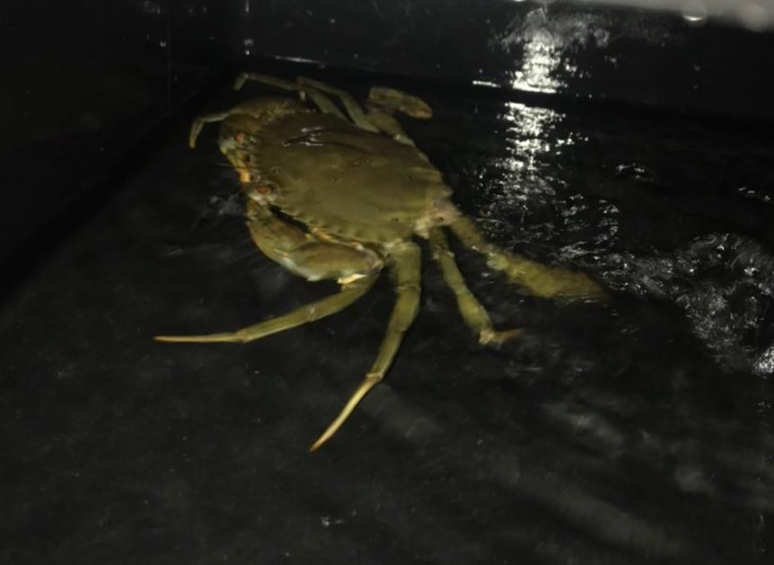 Doc dao mo hinh nuoi cua bien trong hop nhua o Ninh Binh-Hinh-4