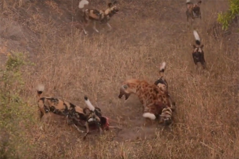 Cuoc chien khoc liet giua 2 chu linh cau va dan cho hoang chau Phi