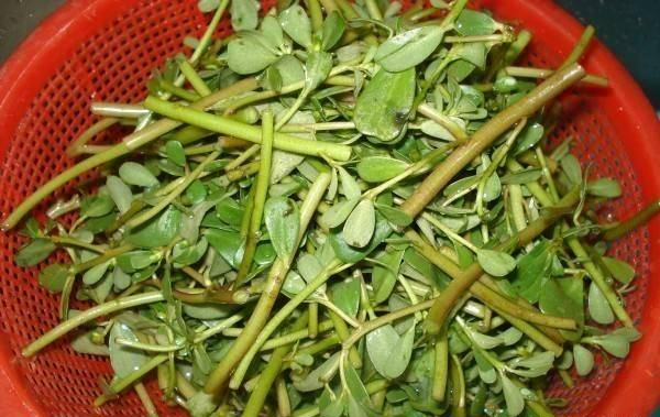 Bất ngờ loại rau dại là vị thuốc trường thọ, vitamin dưỡng da - Hình 5 Bat ngo loai rau dai la vi thuoc truong tho, vitamin duong da-Hinh-5