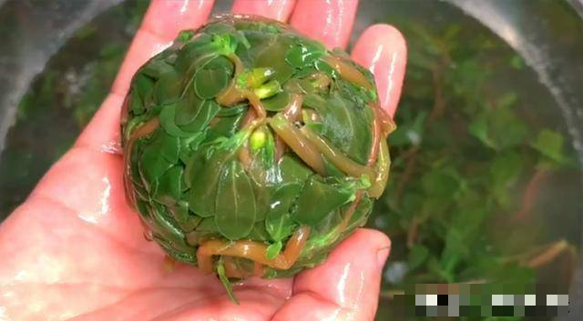 Bất ngờ loại rau dại là vị thuốc trường thọ, vitamin dưỡng da - Hình 9 Bat ngo loai rau dai la vi thuoc truong tho, vitamin duong da-Hinh-9