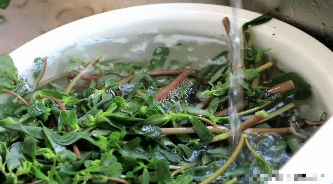 Bất ngờ loại rau dại là vị thuốc trường thọ, vitamin dưỡng da - Hình 8 Bat ngo loai rau dai la vi thuoc truong tho, vitamin duong da-Hinh-8