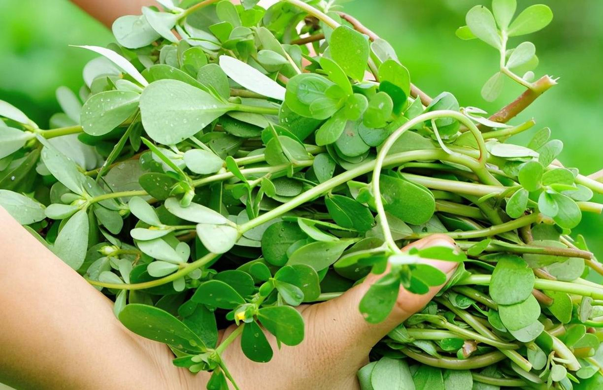 Bất ngờ loại rau dại là vị thuốc trường thọ, vitamin dưỡng da - Hình 2 Bat ngo loai rau dai la vi thuoc truong tho, vitamin duong da-Hinh-2