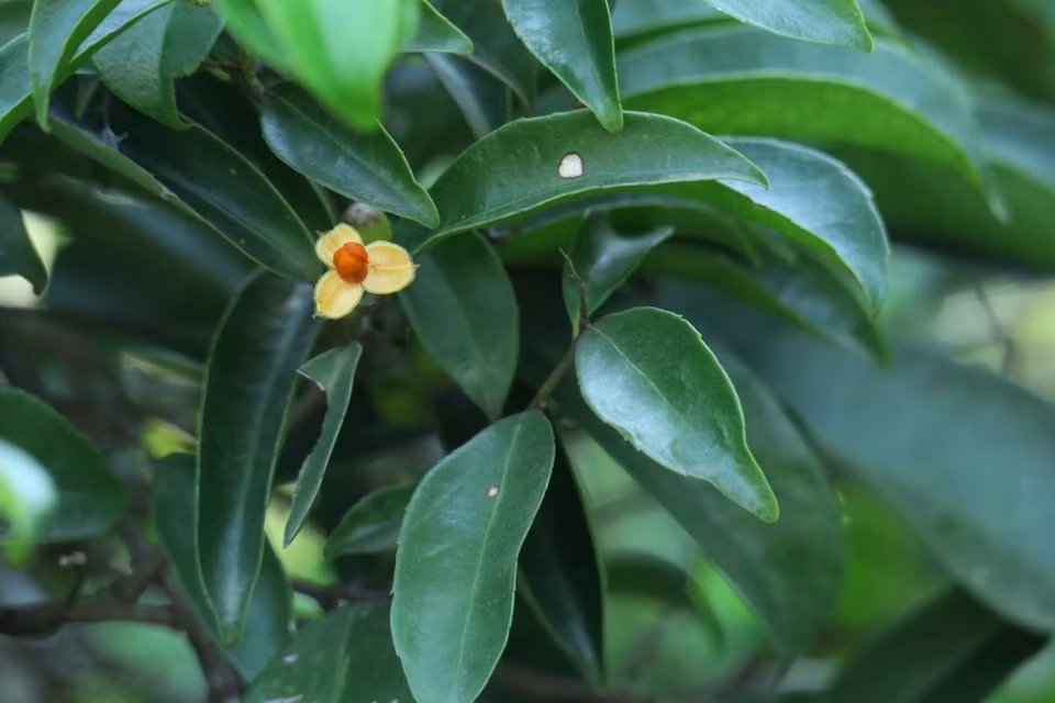 Thuc hu viec cay xa den chua khoi benh ung thu