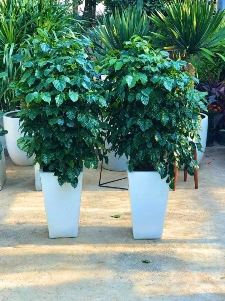 8 loai cay phong thuy dem den may man, tai loc cho nguoi menh Kim-Hinh-8