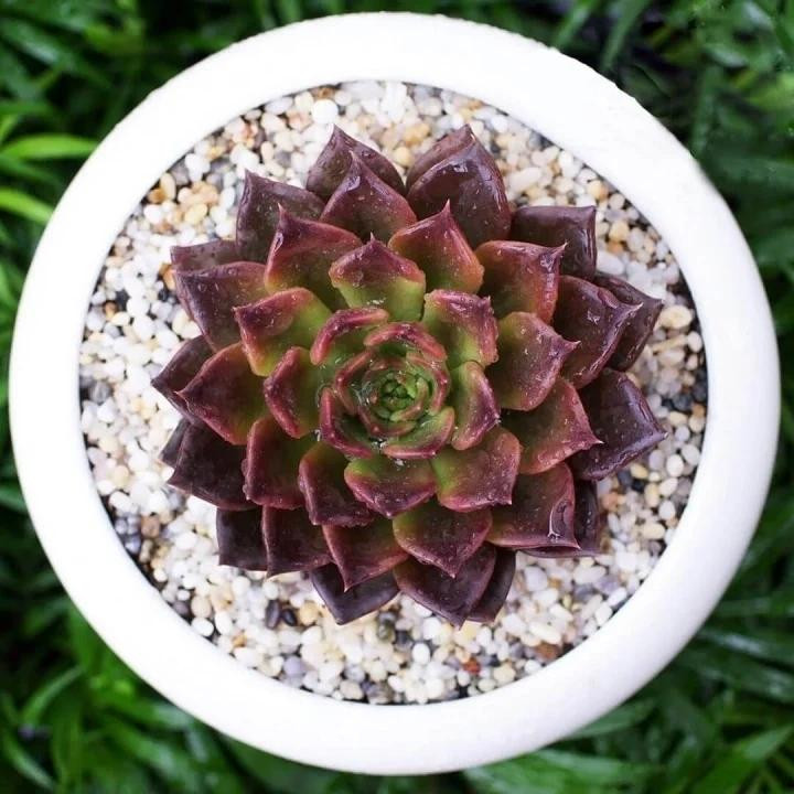 8 loai cay phong thuy dem den may man, tai loc cho nguoi menh Kim-Hinh-4