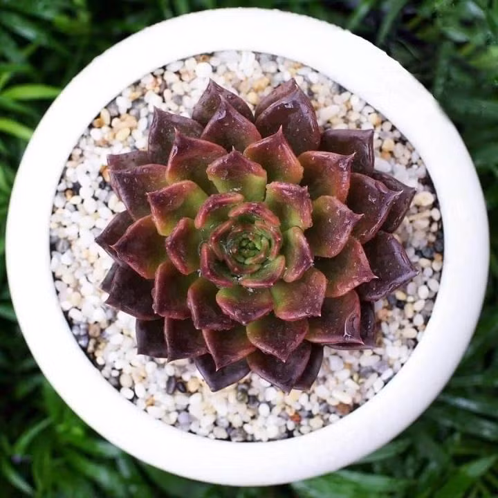 8 loai cay phong thuy dem den may man, tai loc cho nguoi menh Kim-Hinh-4