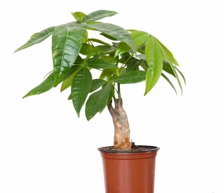 8 loai cay phong thuy dem den may man, tai loc cho nguoi menh Kim-Hinh-3